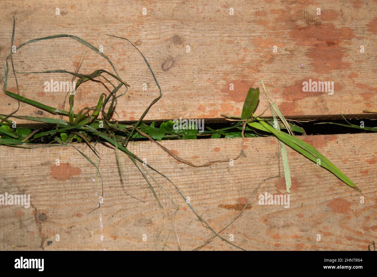 Grass growing through wooden plank floor. nature background Stock Photo