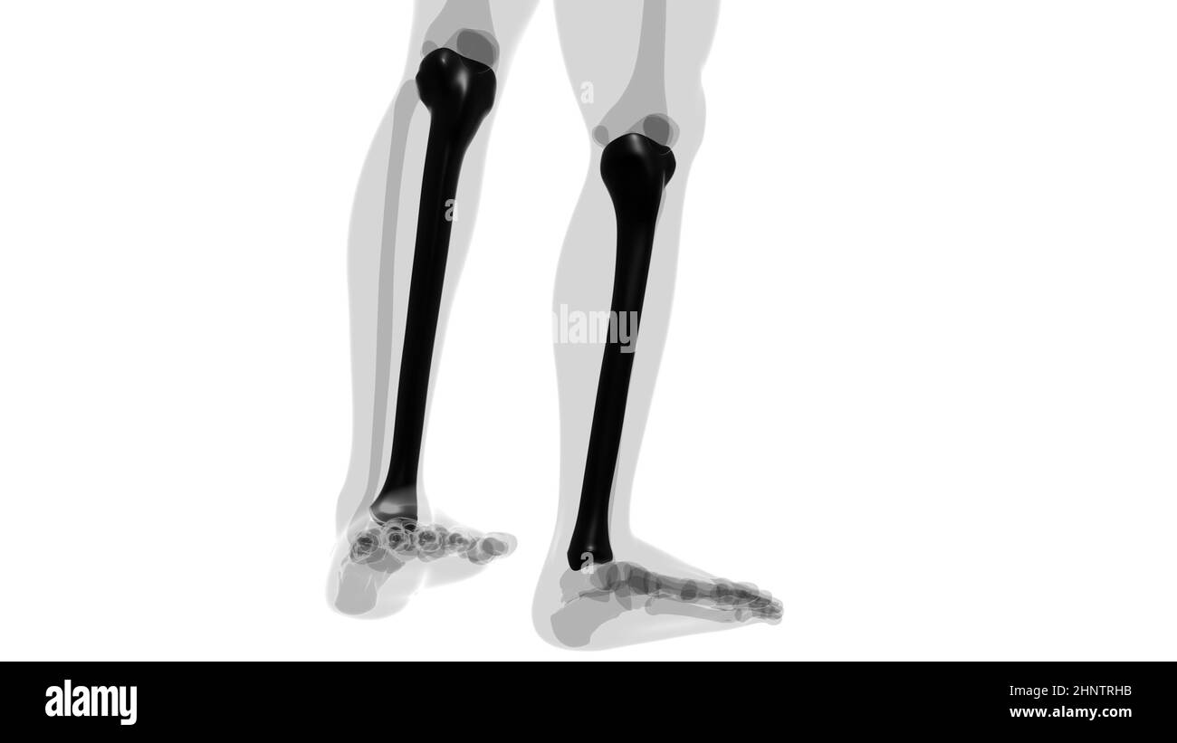 Human skeleton anatomy Tibia Bone 3D Rendering For Medical Concept ...