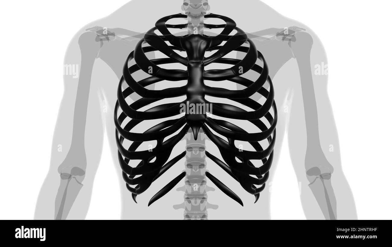 Human skeleton anatomy Rib Cage 3D Rendering For Medical Concept Stock ...