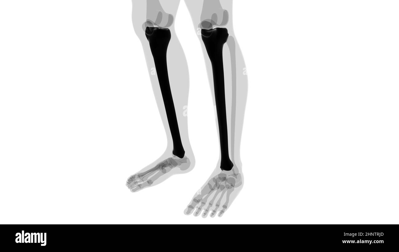 Human skeleton anatomy Tibia Bone 3D Rendering For Medical Concept ...