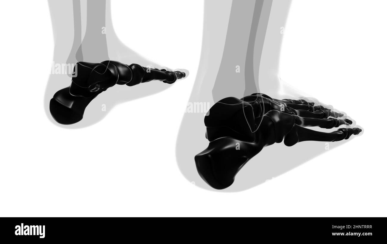 Human Skeleton Foot bones Anatomy For Medical Concept 3D Illustration