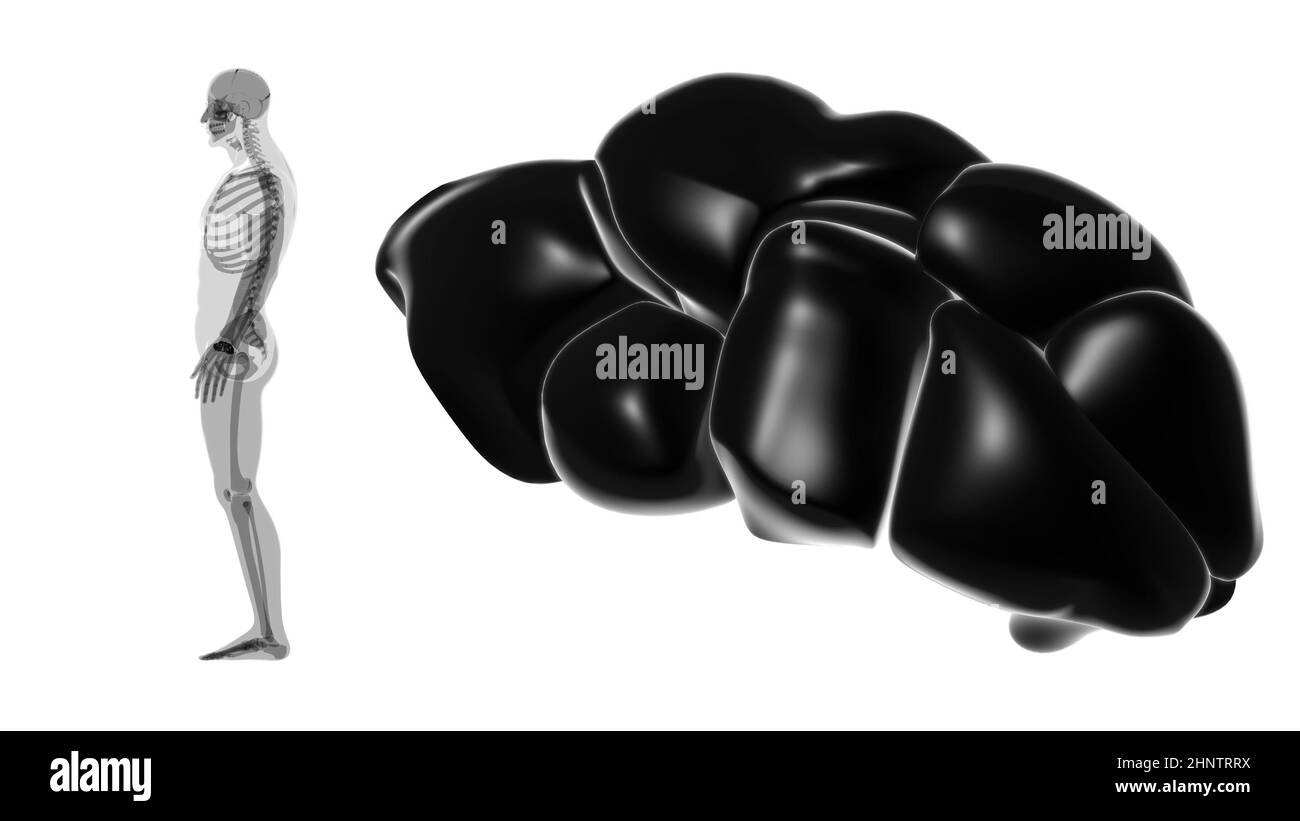Wrist carpals anatomy Black and White Stock Photos & Images - Alamy