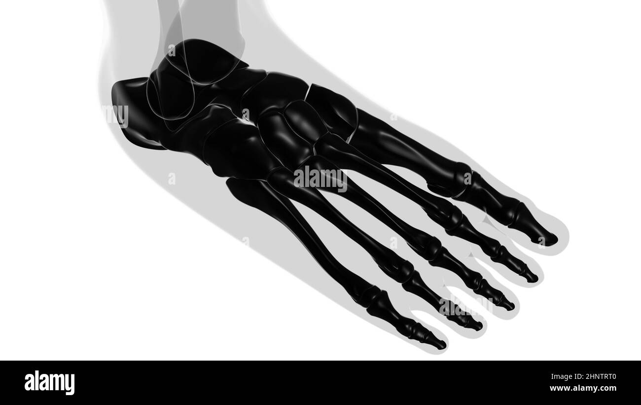 Human Skeleton Foot bones Anatomy For Medical Concept 3D Illustration Stock Photo