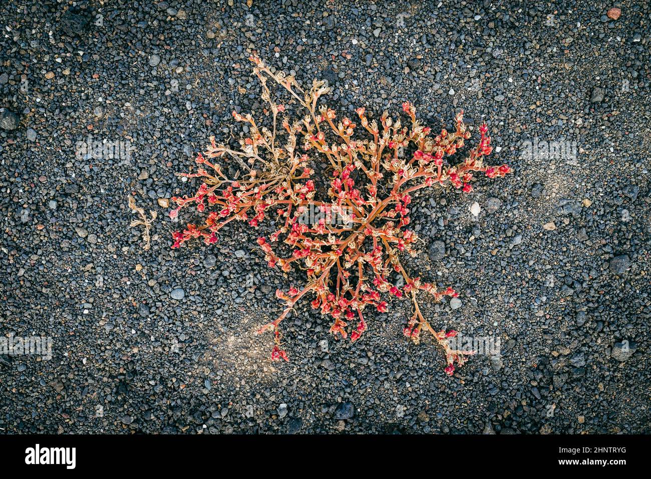 Plant of the species Mesembryanthemum nodiflorum as a background. Stock Photo