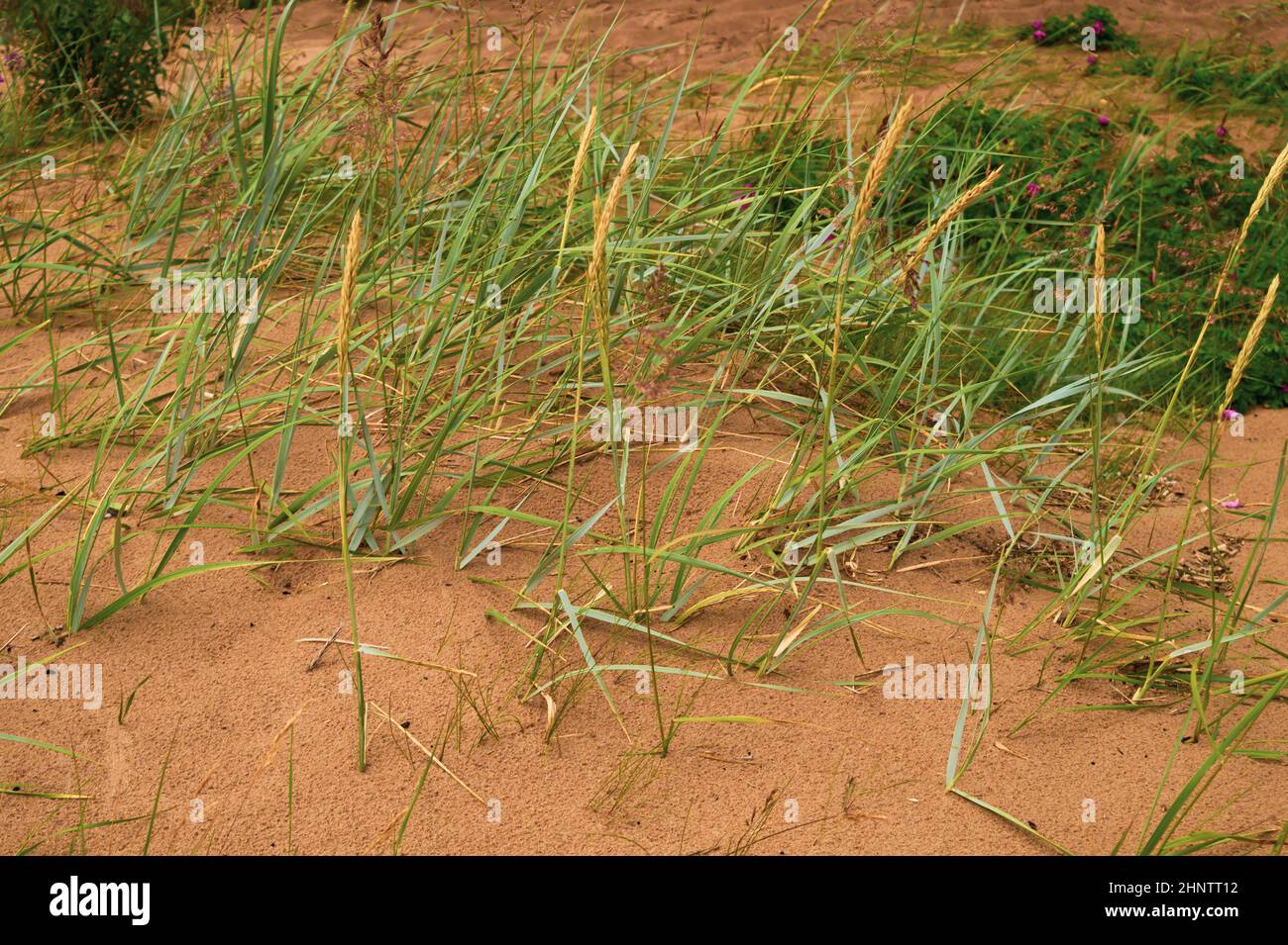 Wild grass growing on the sand beach. moist soil Stock Photo Alamy