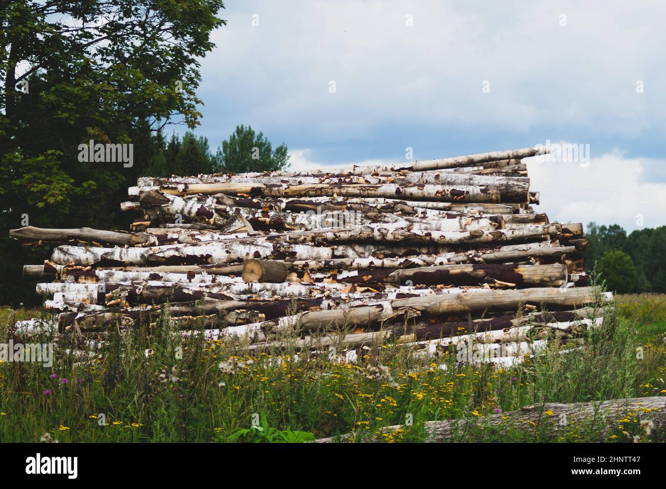 Wooden logs in the forest. chopped tree logs stack. nature landscape ...