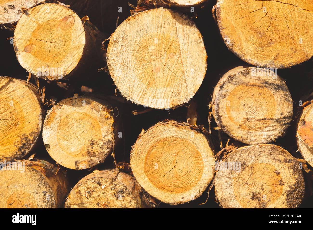 Stack of logs. natural wooden background with timber. log wall. pile of