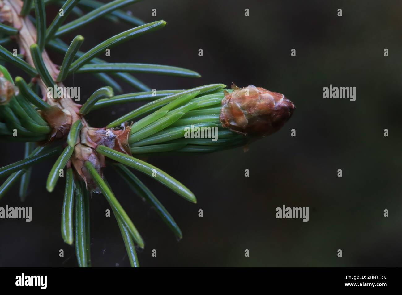 Bud tip of needles opening on a spruce tree. Stock Photo