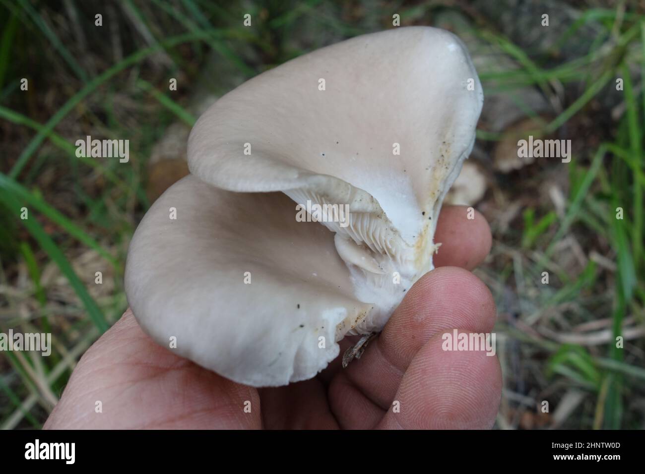 oyster mushroom or tree mushroom (Pleurotus) a cultivated edible fungi Stock Photo
