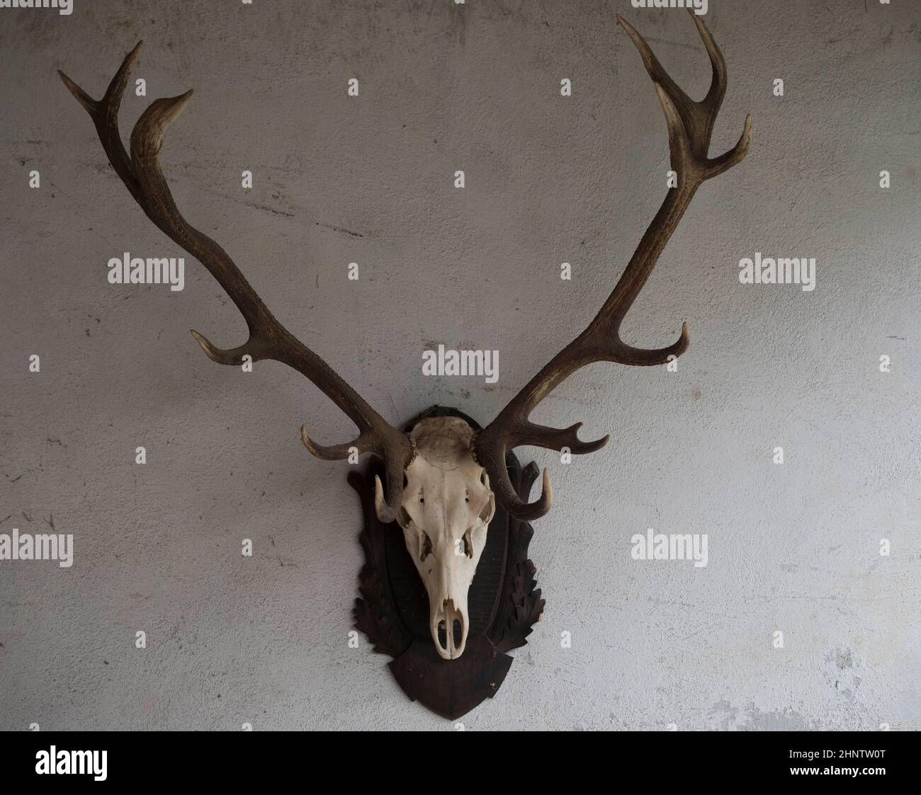 deer antlers as a hunting trophy and a decoration element Stock Photo