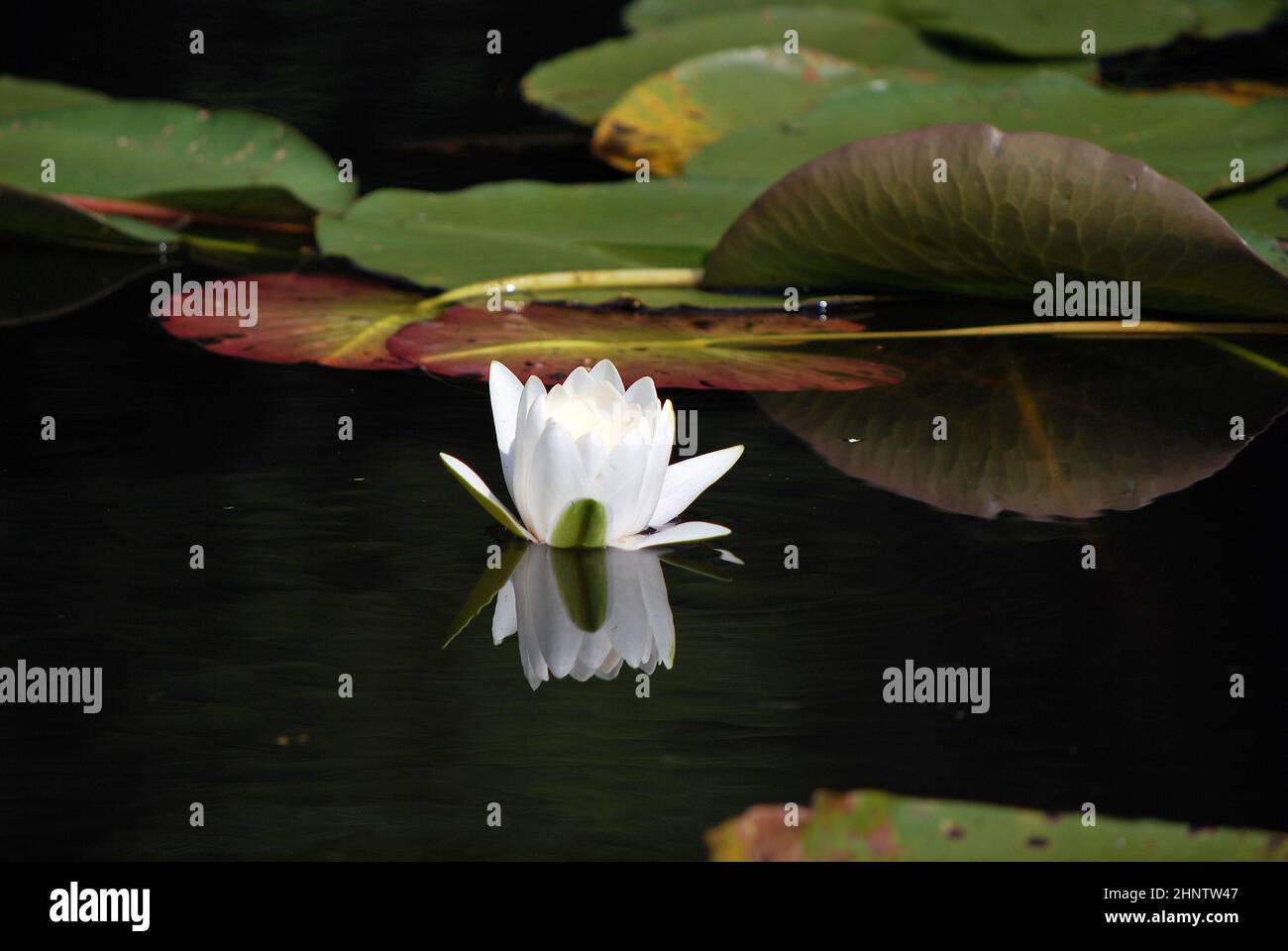 Water lilies on the Masurian lake Stock Photo