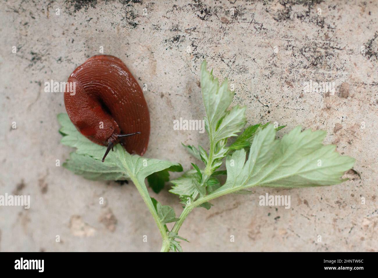Curled Slug High Resolution Stock Photography and Images - Alamy