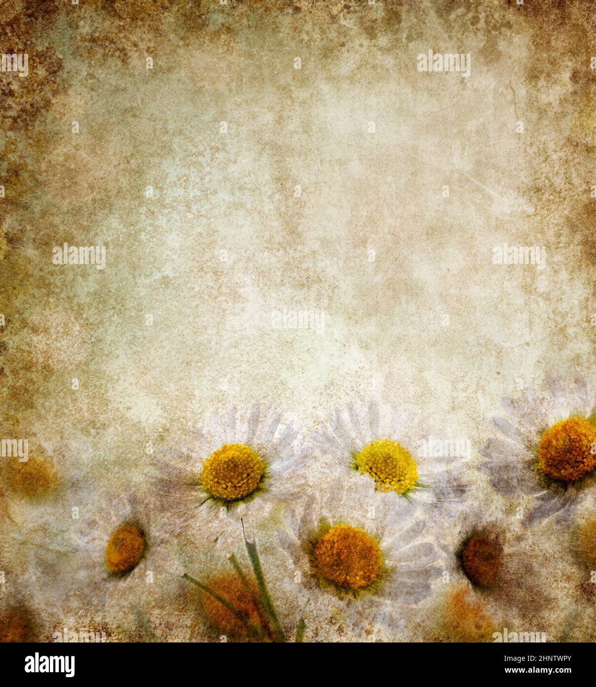 Grunge background with daisy flowers Stock Photo - Alamy