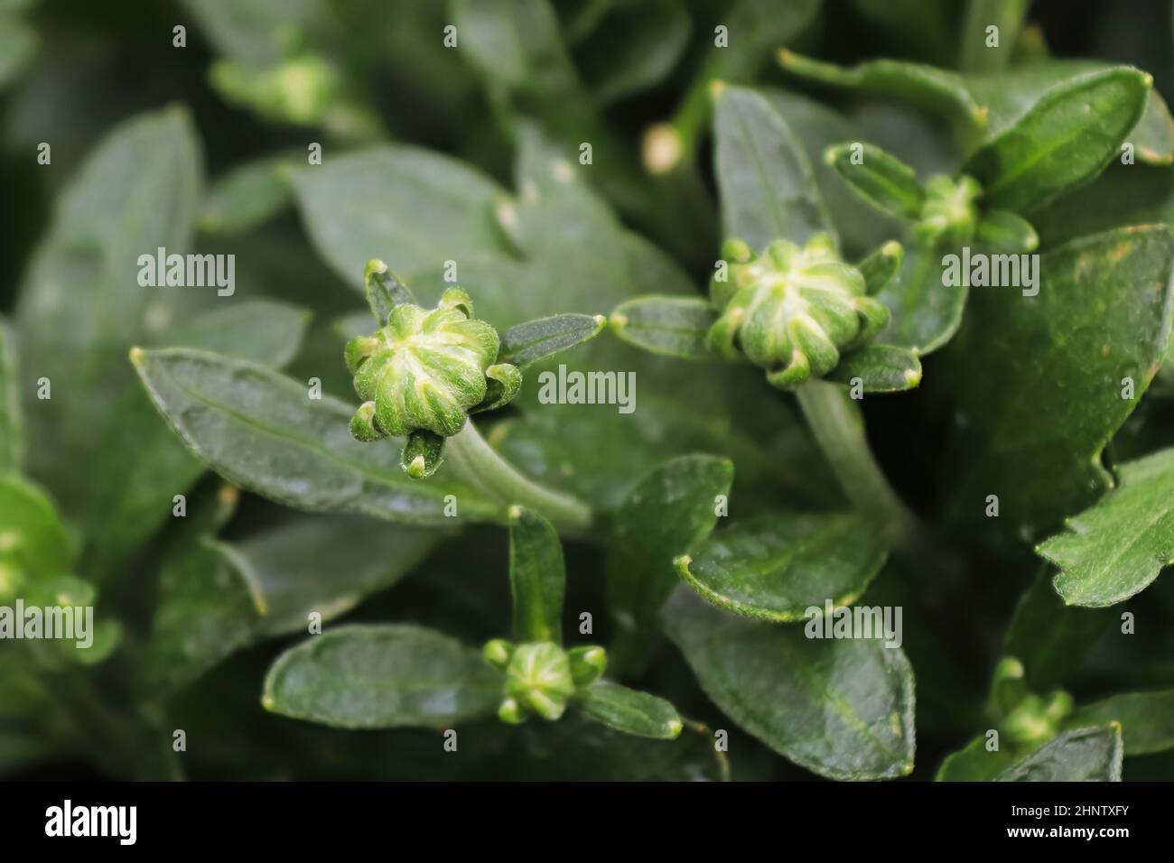 View of budding garden mums between leaves. Stock Photo