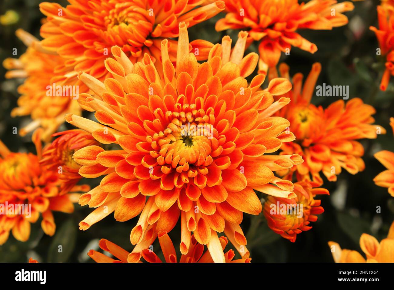 Vibrant orange and yellow potted garden mums Stock Photo Alamy