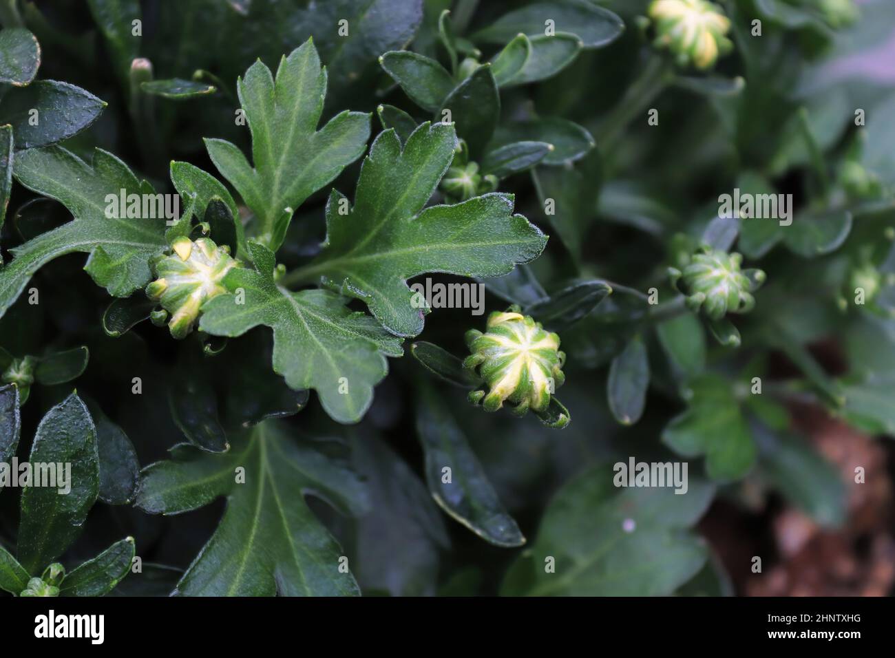 View of budding garden mums between leaves. Stock Photo