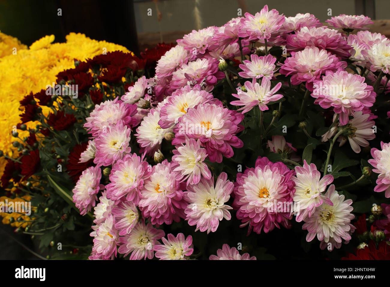 A mound of potted garden mums growing. Stock Photo