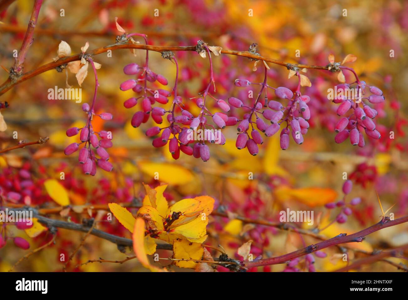 Barberry berries (Latin. Berberis) in the autumn garden Stock Photo