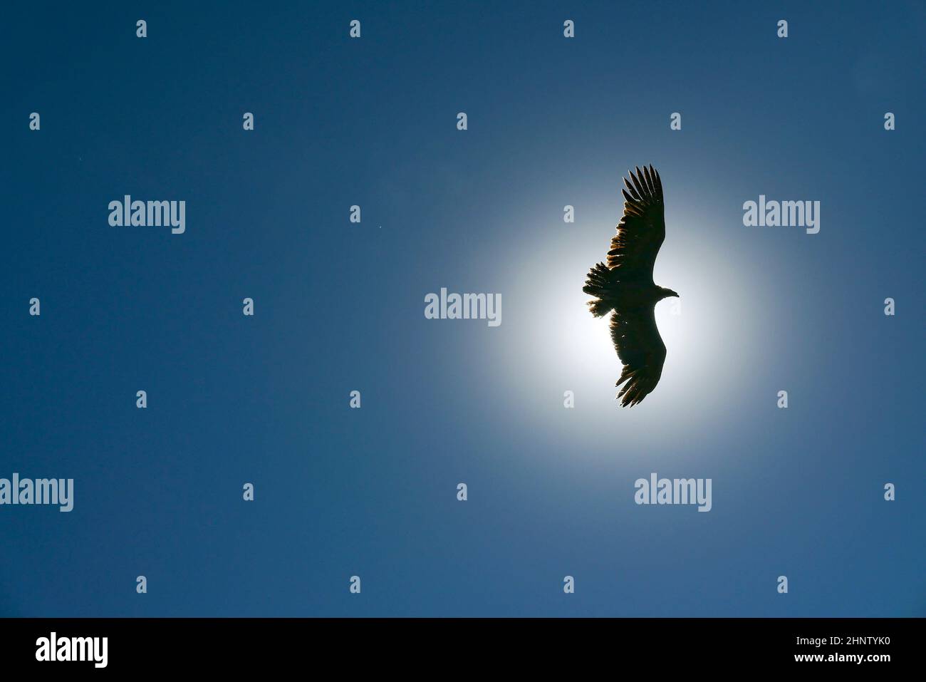 condor flying in the sky with sun in background Stock Photo - Alamy