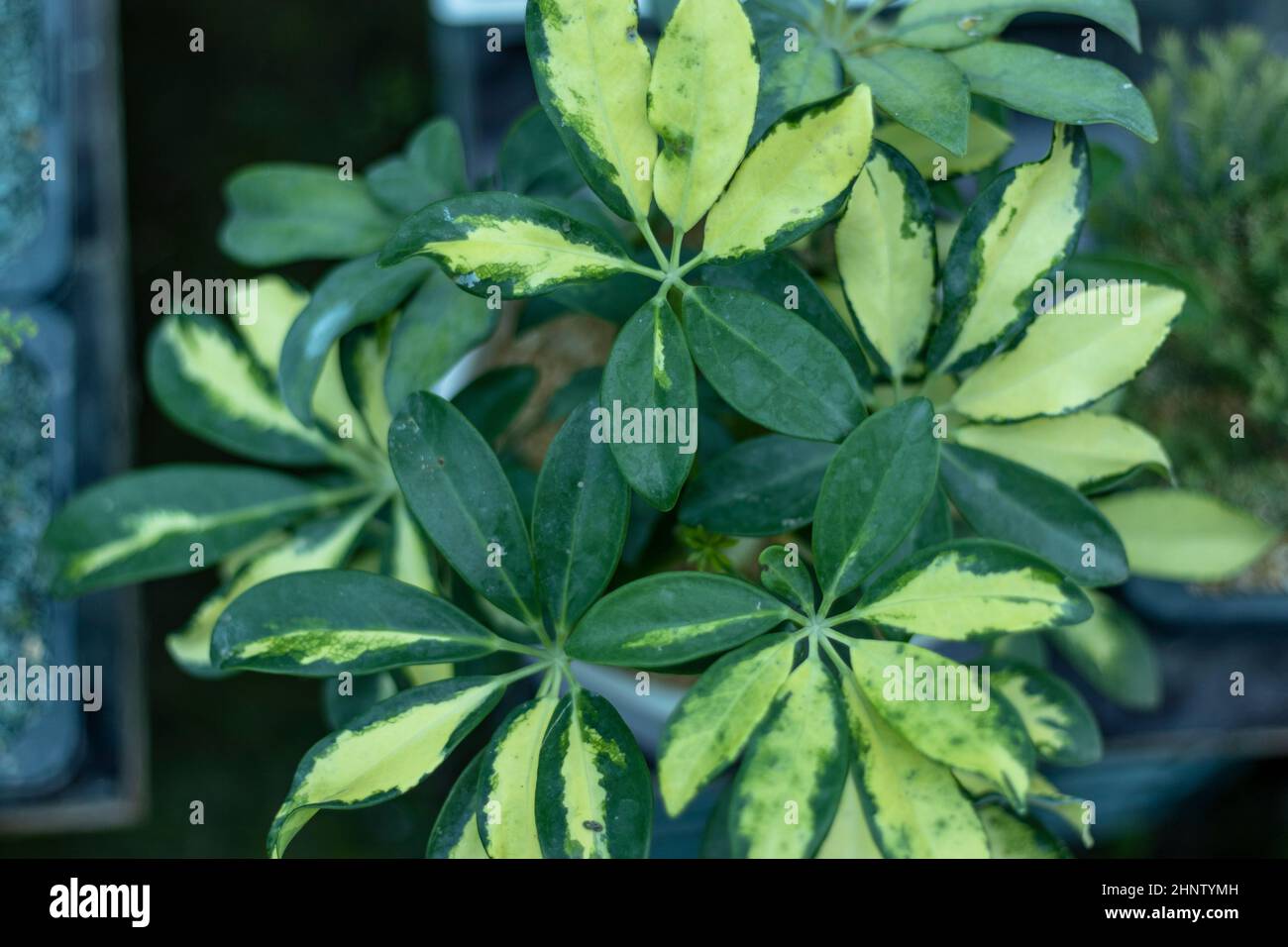 Beautiful Schefflera variegated plant closeup Stock Photo