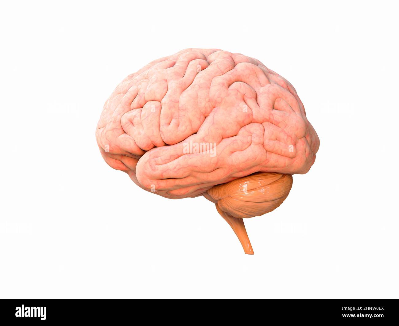 Concept of human intelligence with human brain on white background, 3d ...