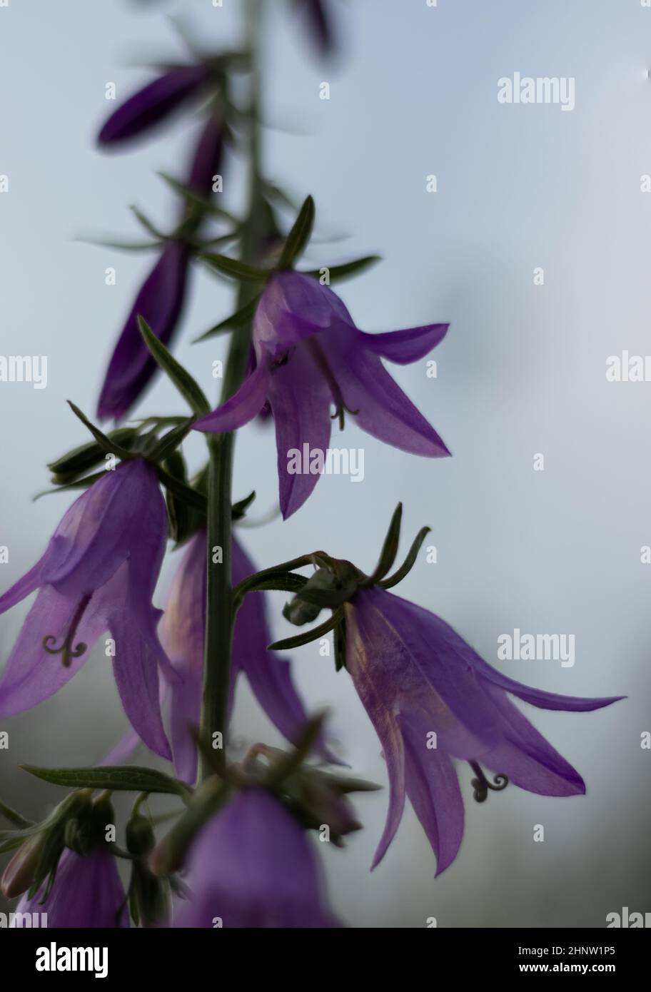 Violet Creeping Bellflower flowers on the blurred sky background. Campanula rapunculoides. Stock Photo