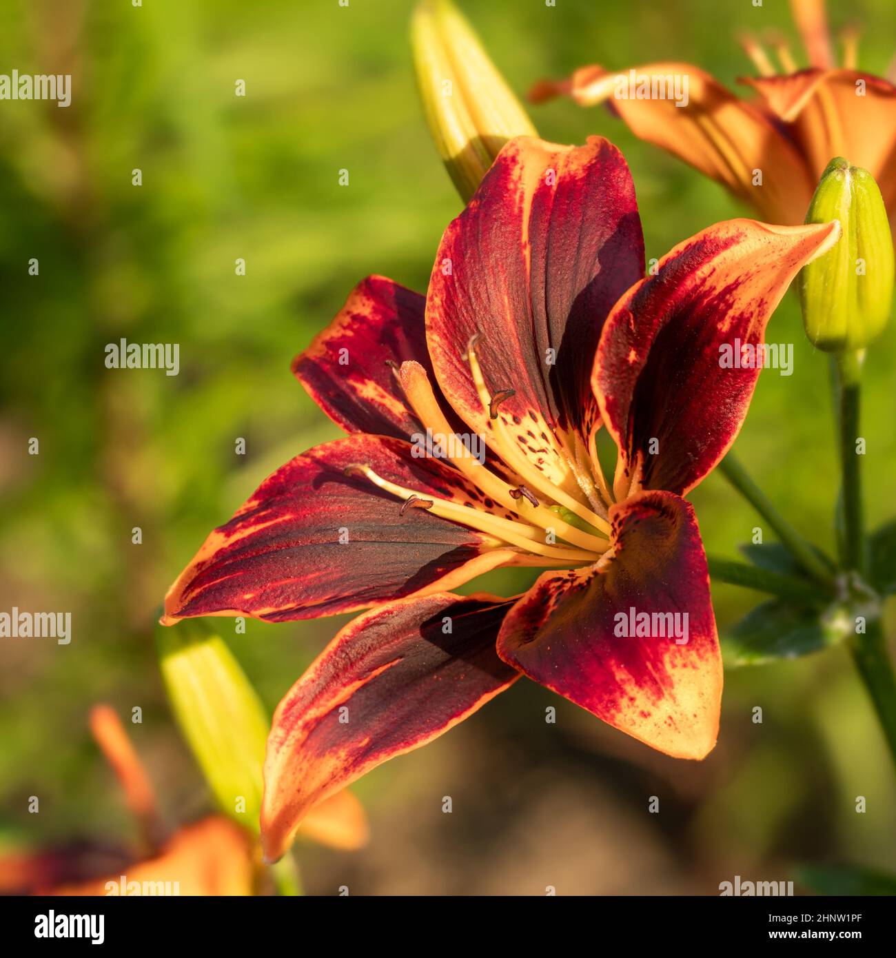 Red-yellow blooming Daylily flowers in the sunny garden. Hemerocallis. Stock Photo
