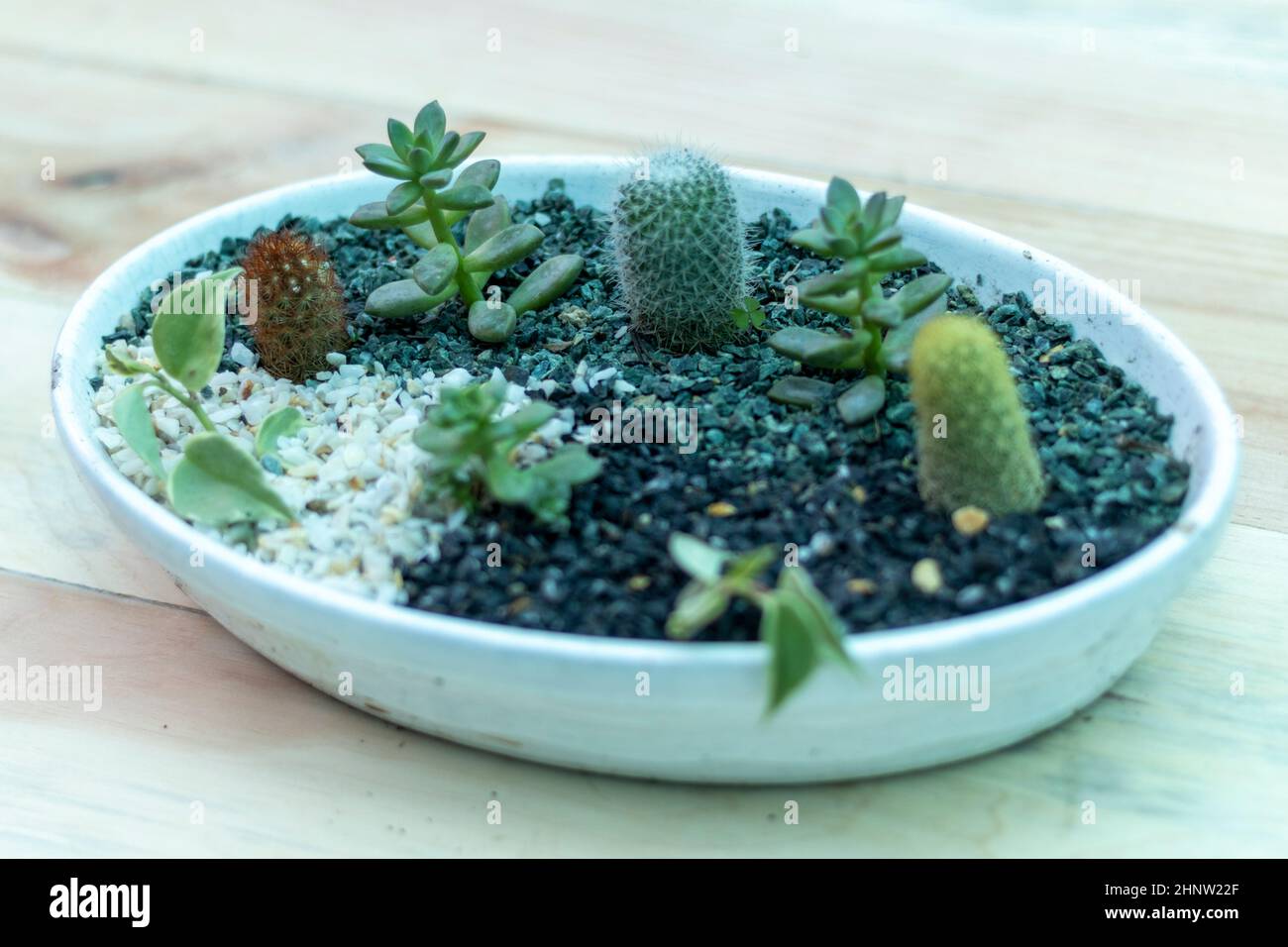 Succulents and cactus dish garden Stock Photo Alamy