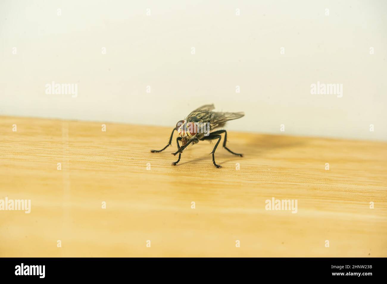 Flies posing on the wooden floor Stock Photo Alamy
