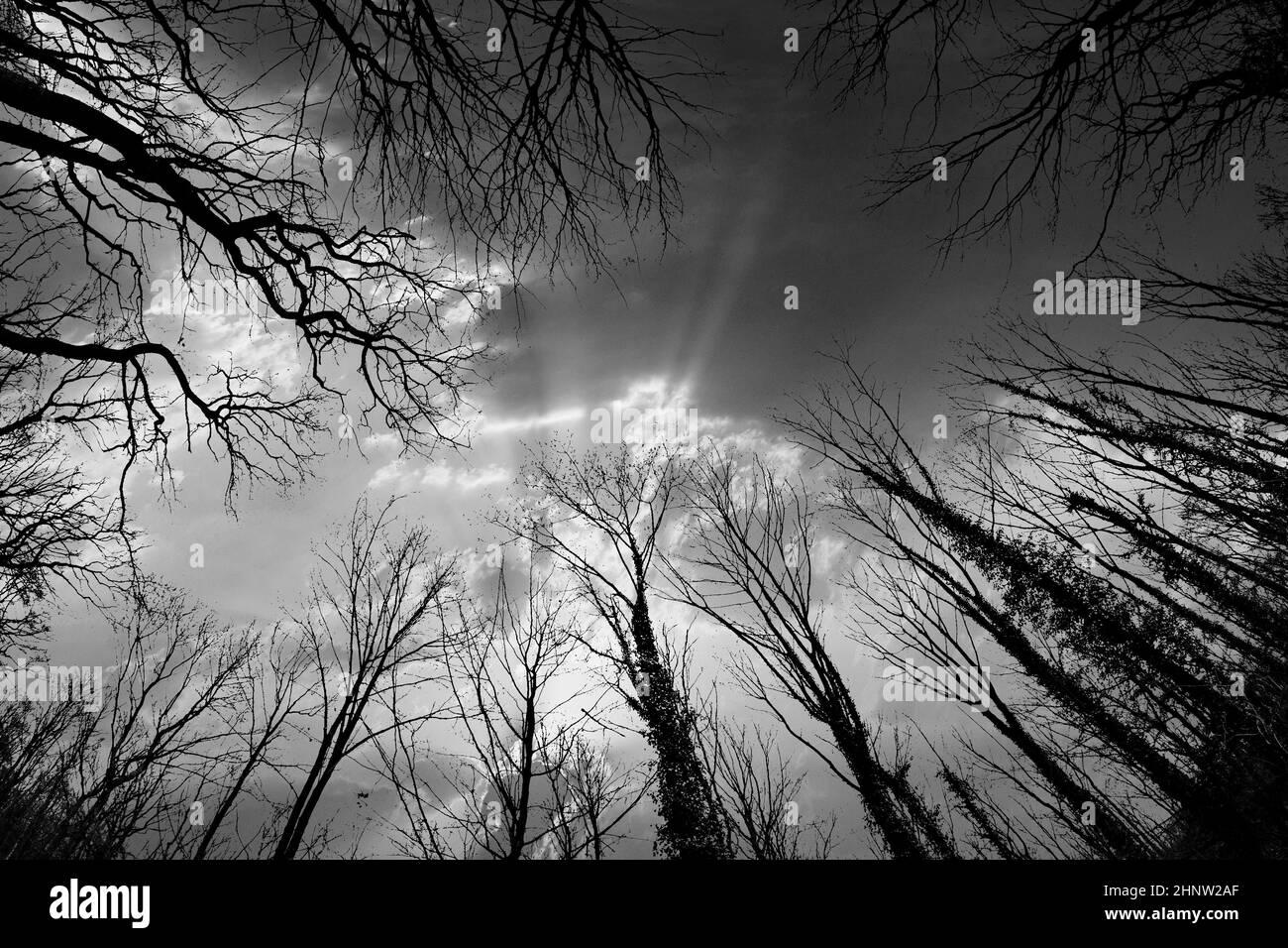 Sunlight in forest sunset Black and White Stock Photos & Images - Alamy