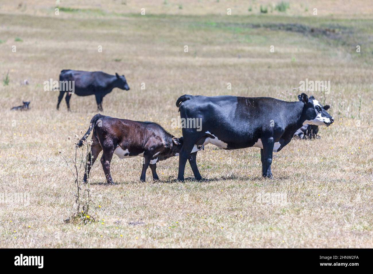 Cows grazing on the meadow in summer Stock Photo - Alamy
