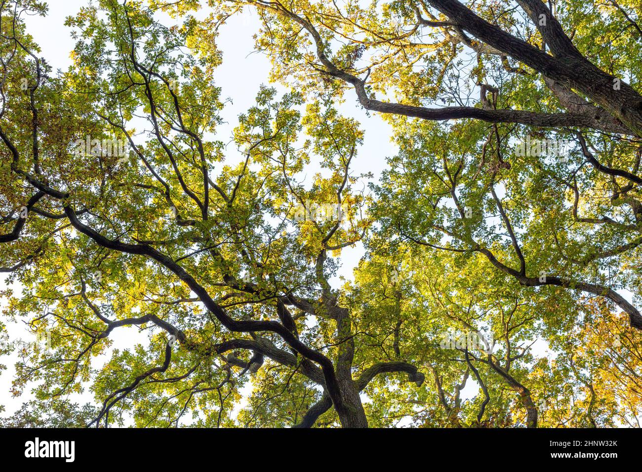 crown of tree with green leaves under blue sky Stock Photo - Alamy