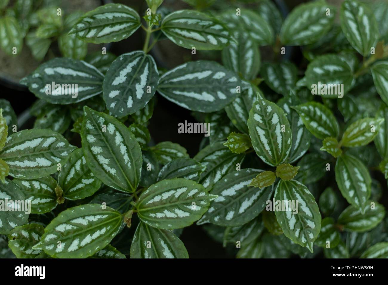 Pilea Cadierei leaves texture background Stock Photo