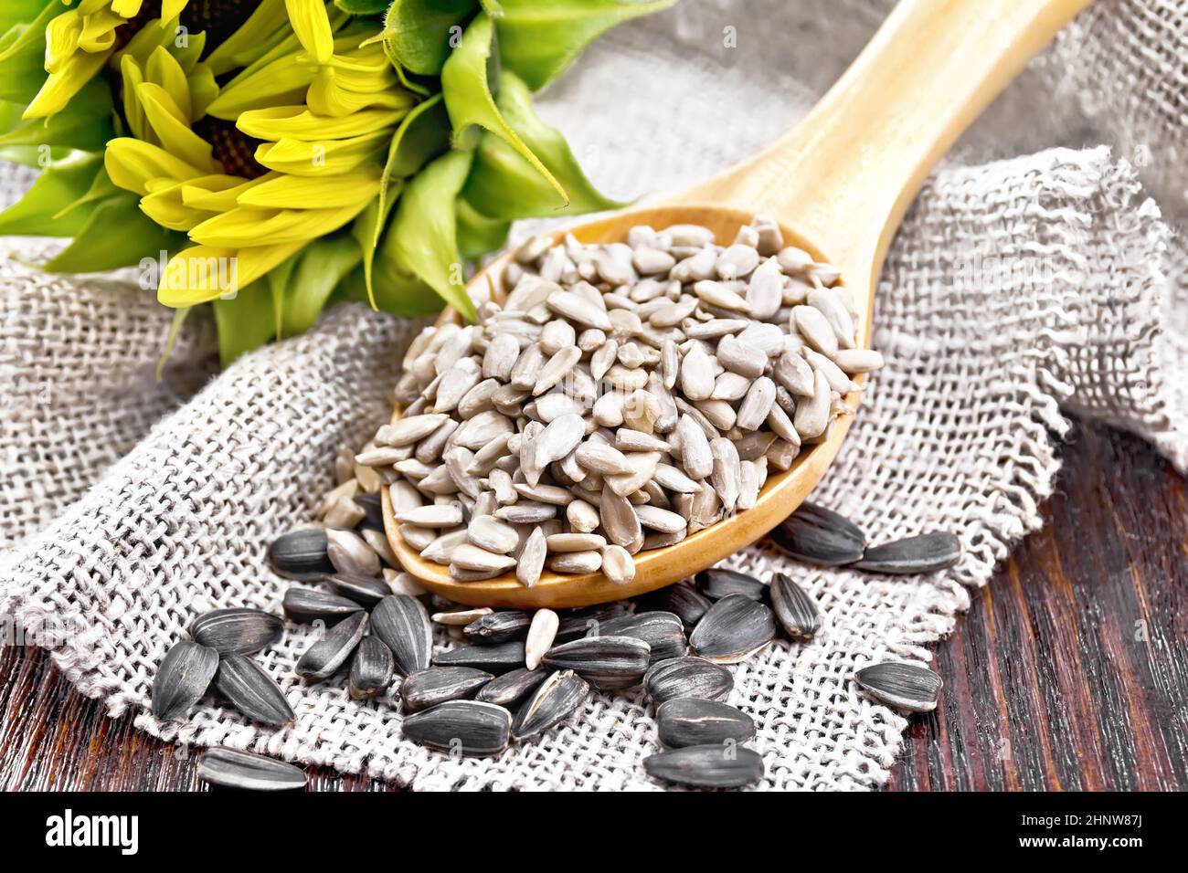 Sunflower seeds peeled in spoon and seeds in a shell on burlap, sunflower flower on dark wooden