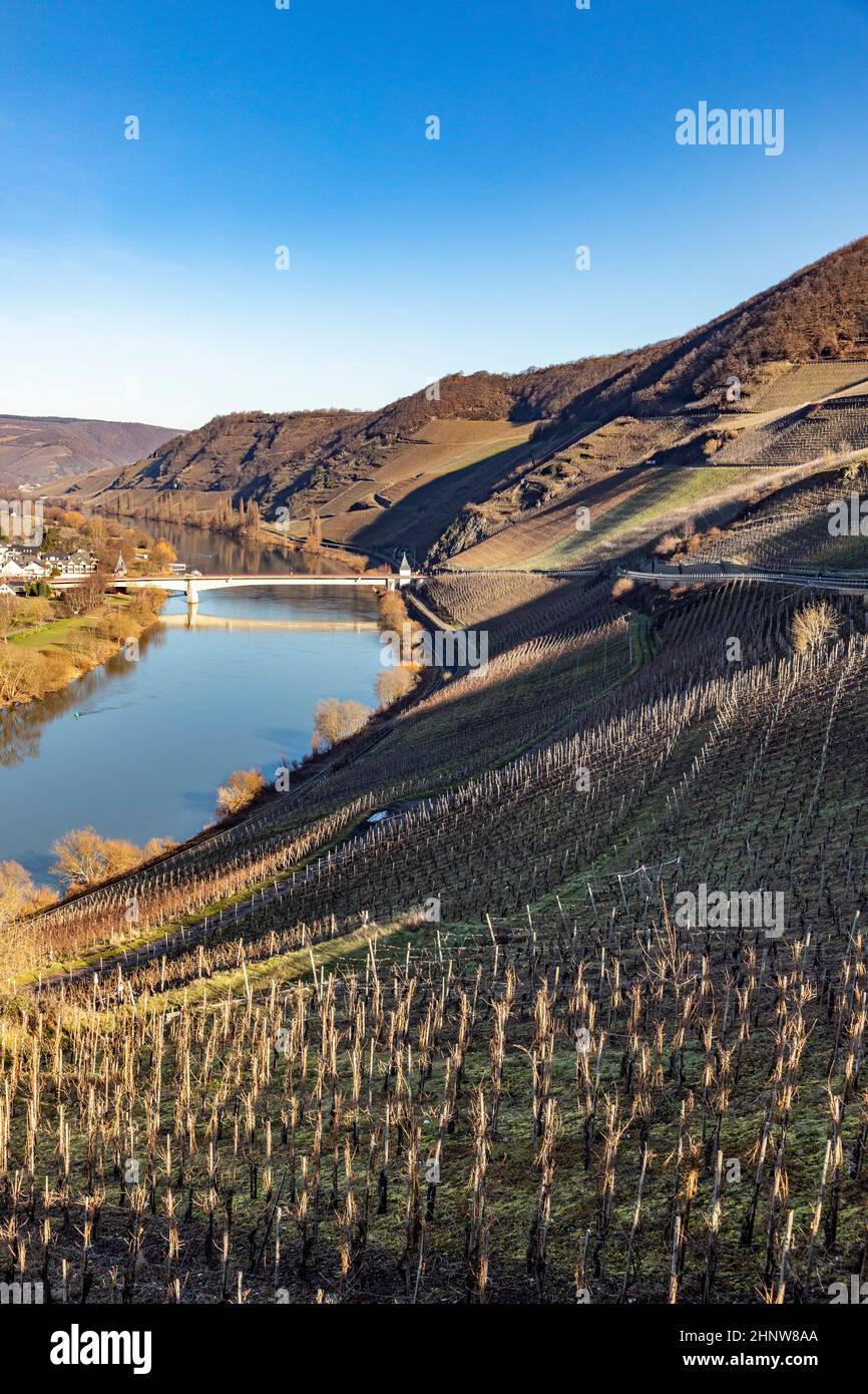 scenic moselle river loop with village Trittenheim seen from Leiwen ...