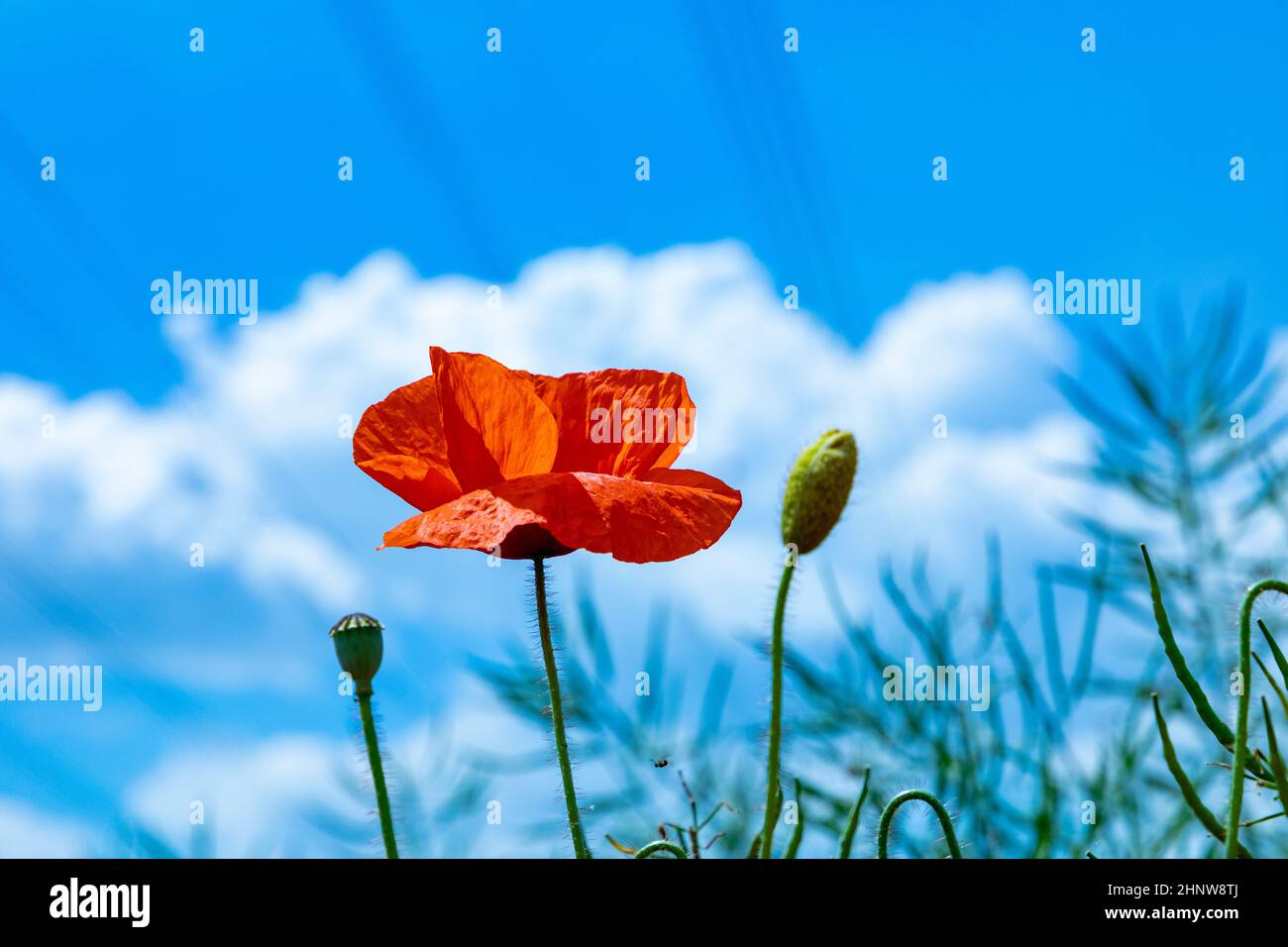 detail of red poppy flower under blue sky Stock Photo - Alamy