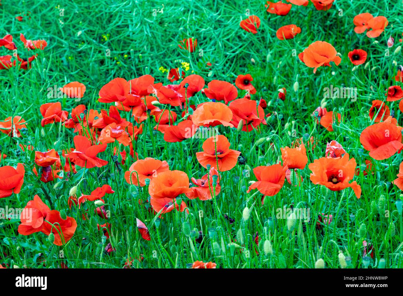 detail of red poppy flower growing in the field Stock Photo - Alamy