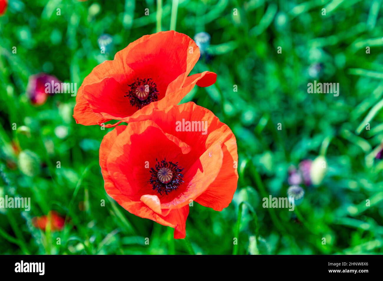 detail of red poppy flower growing in the field Stock Photo - Alamy