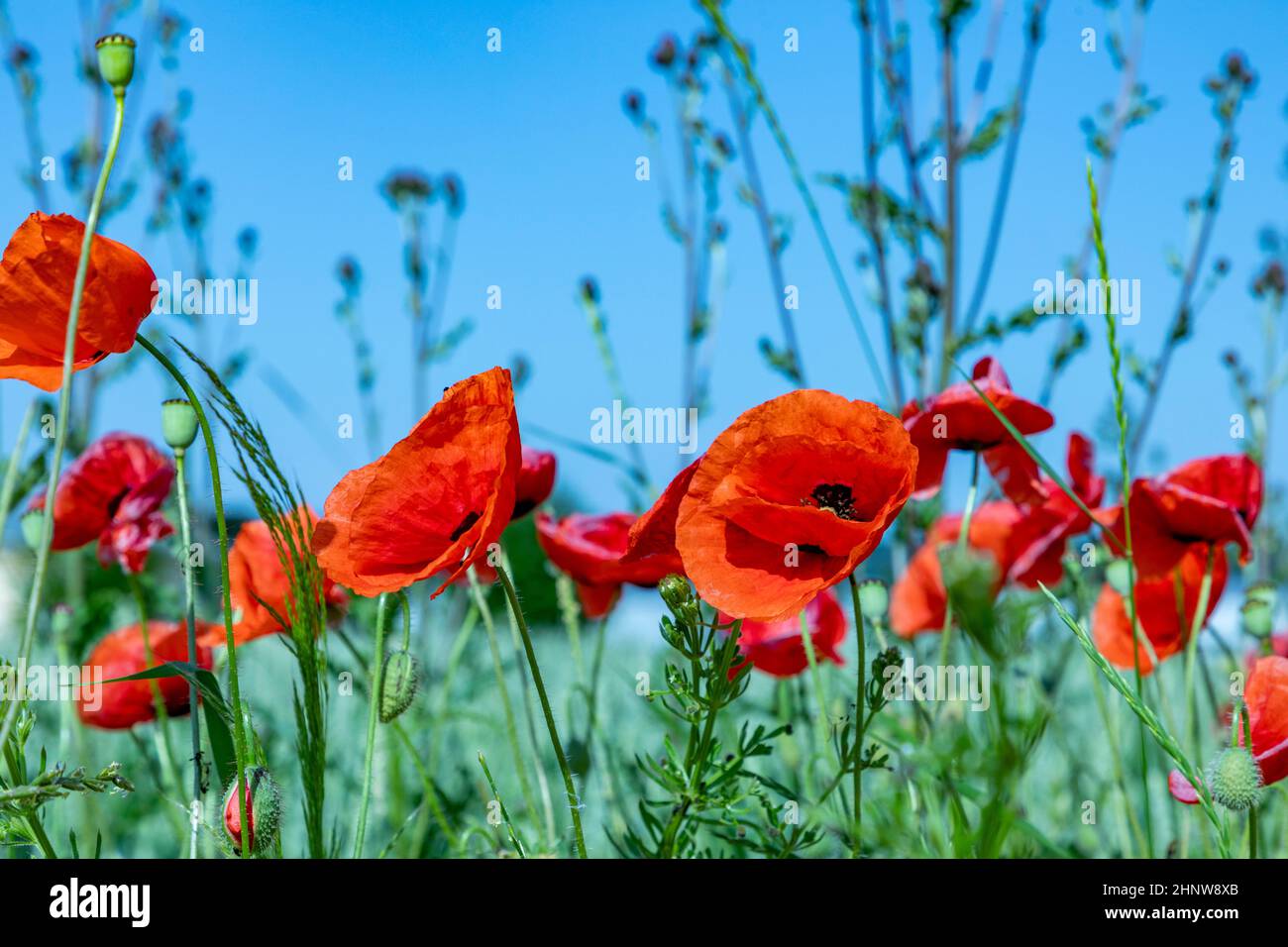 detail of red poppy flower under blue sky Stock Photo - Alamy