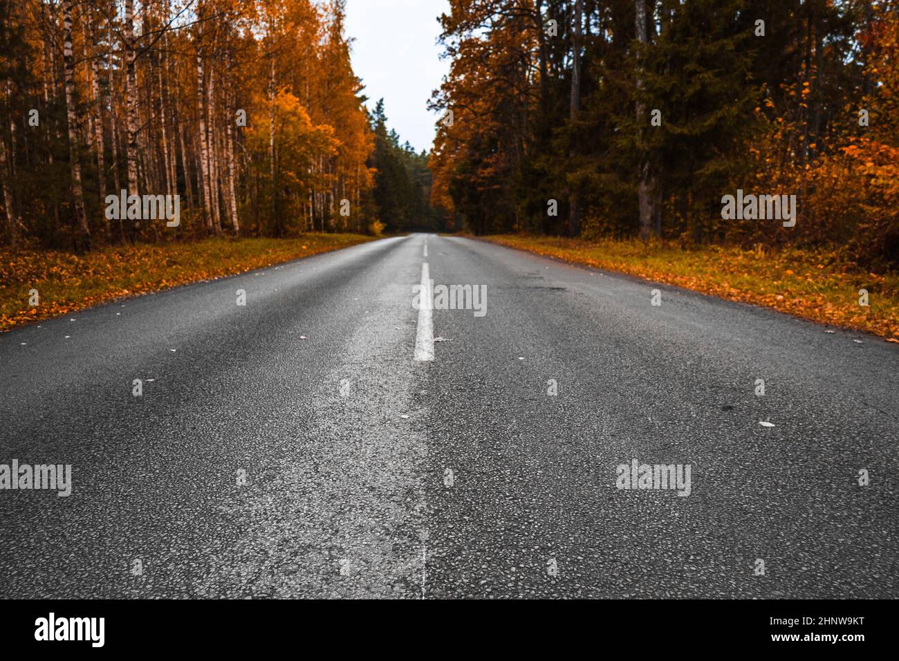 empty asphalt road and beautiful colorful forest in autumn Stock Photo ...