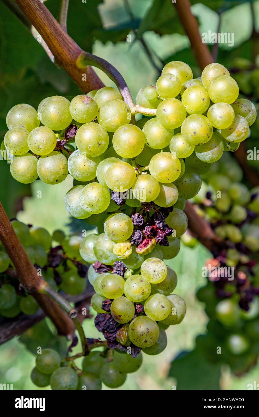 detail of green grapes at vine growing in the vineyard in the Rheingau