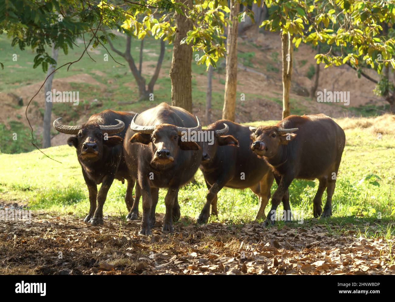 group of water buffalo in zoo Stock Photo Alamy