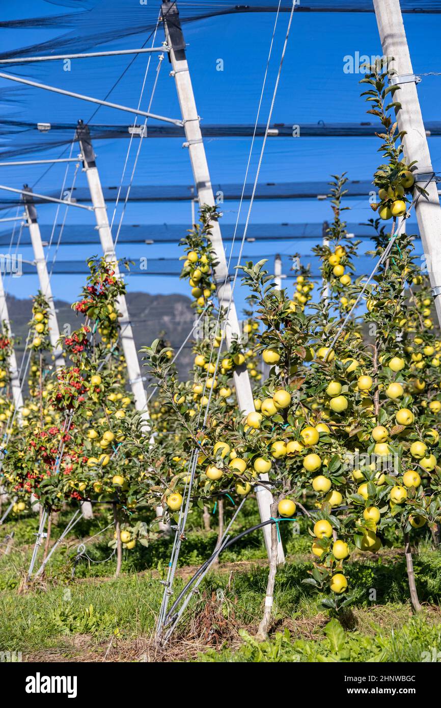Apple orchard in Aica, South Tyrol, Italy Stock Photo Alamy