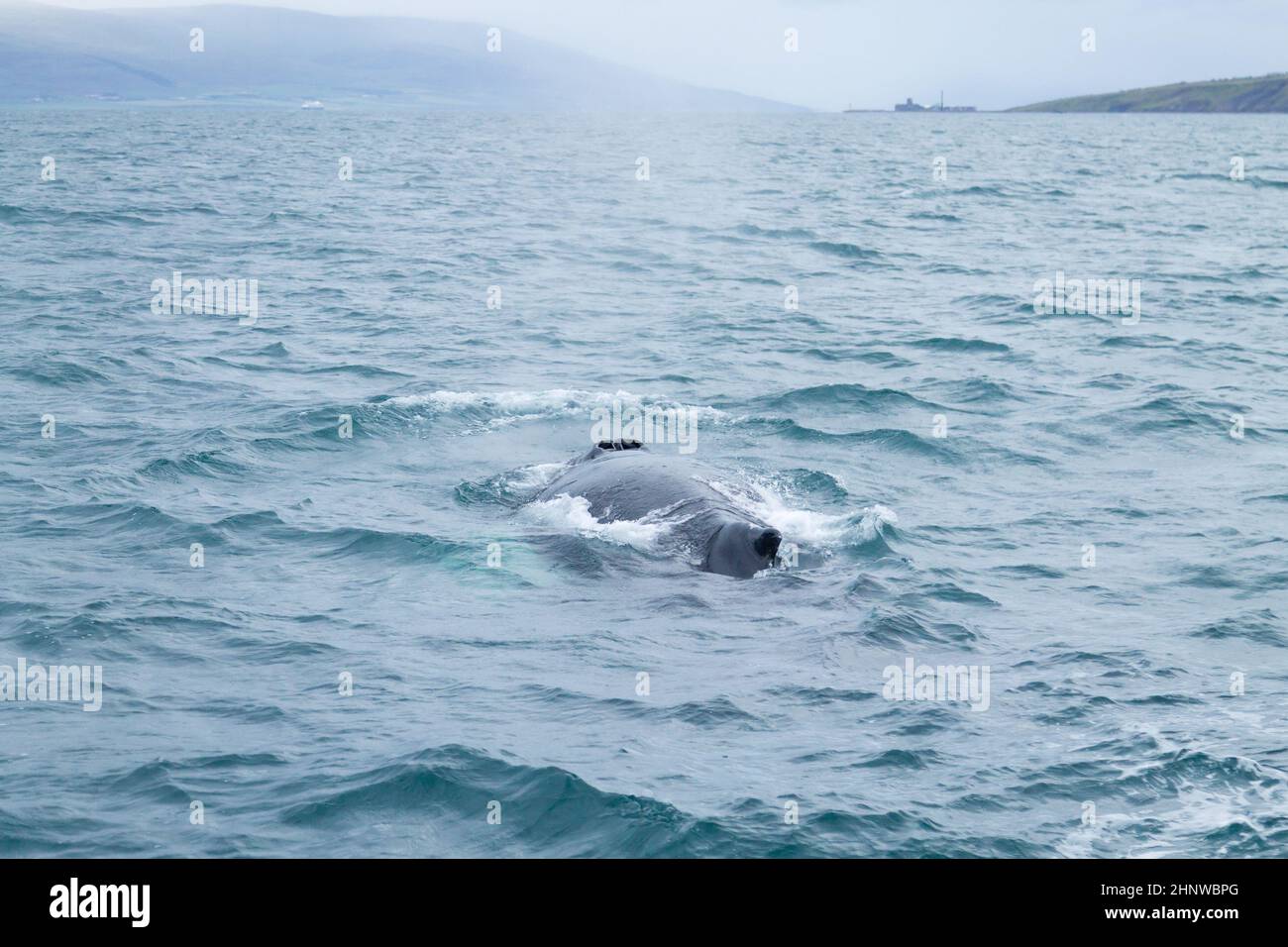 Whale watching from Akureyri, Iceland. Whale in water. Wildlife Stock