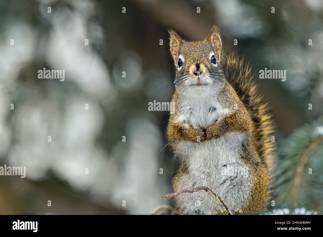 A red squirrel "Tamiasciurus hudsonicus", standing on a spruce tree branch looking at the photographer in rural Alberta Canada Stock Photo