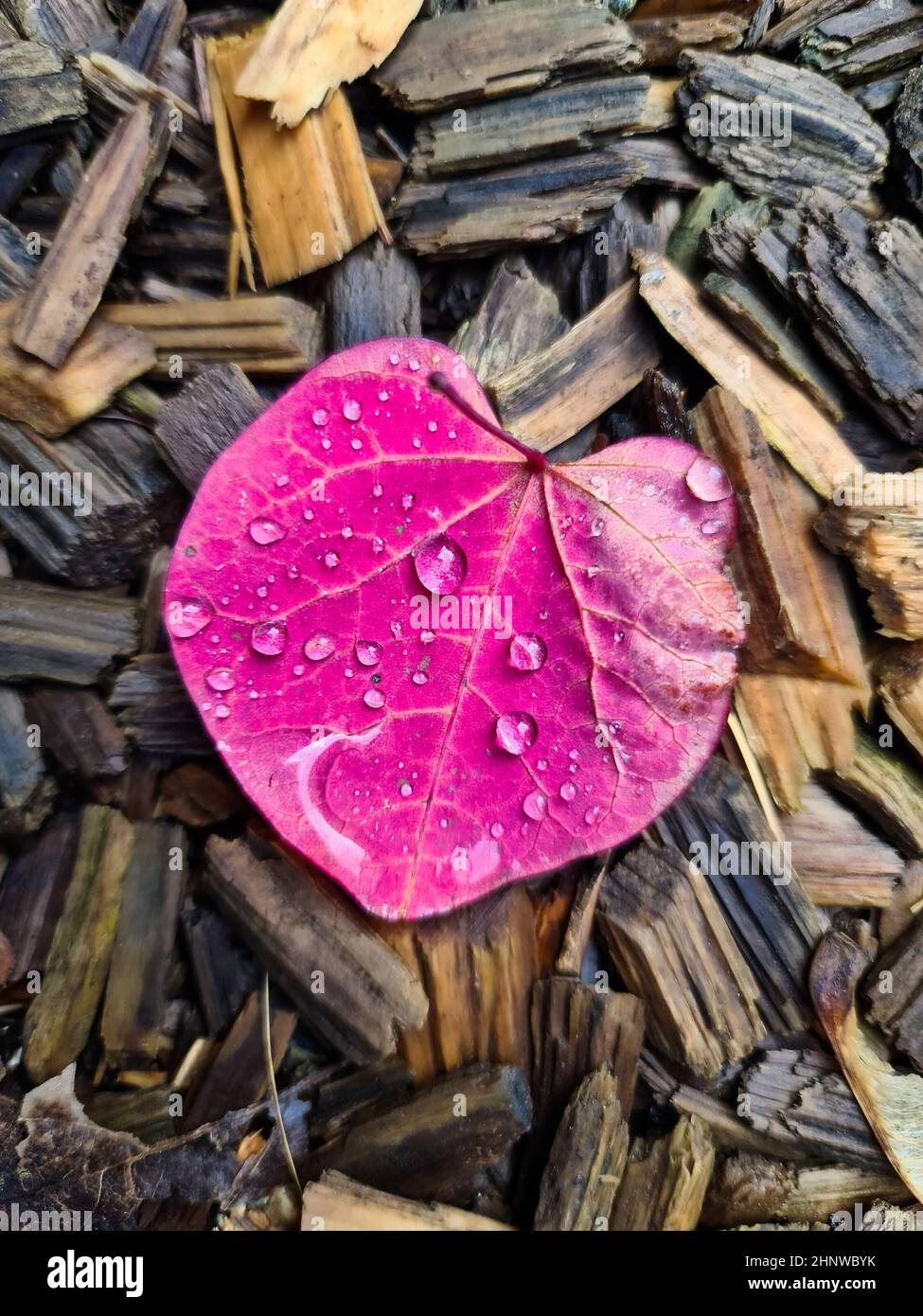 Selective focus of an autumn leaf in heart shape - romantic background ...