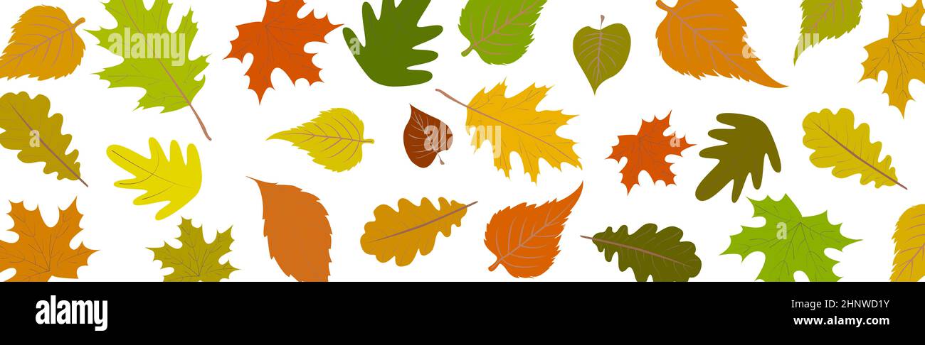 Autumn leaves set isolated on white panoramic background - Vector ...