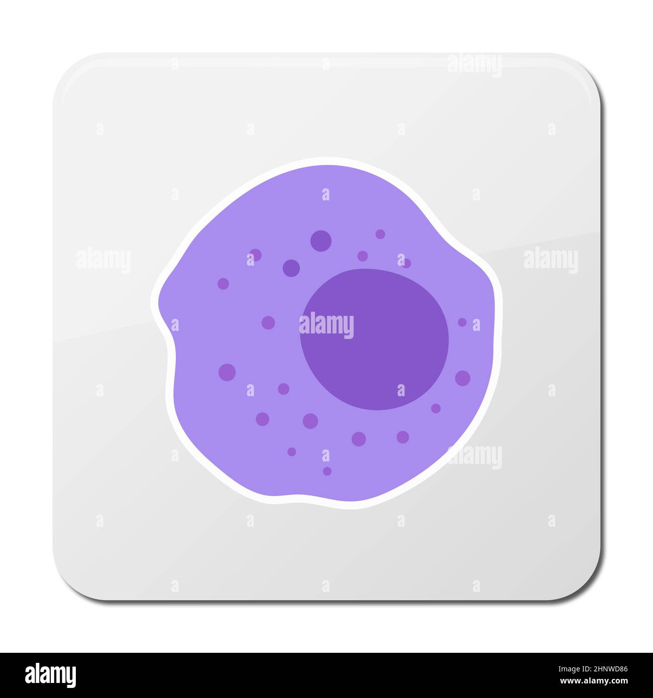The structure of the monocyte. Monocytes blood cell. macrophage. White blood cell immunity. Leukocyte. Infographics. illustration on isolated backgrou Stock Photo
