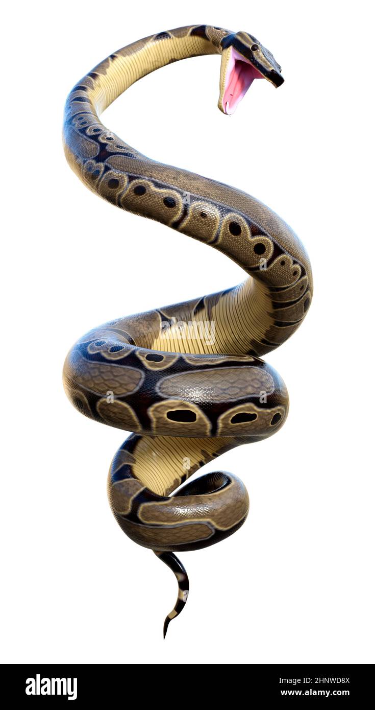 3D rendering of a ball python or python regius isolated on white ...