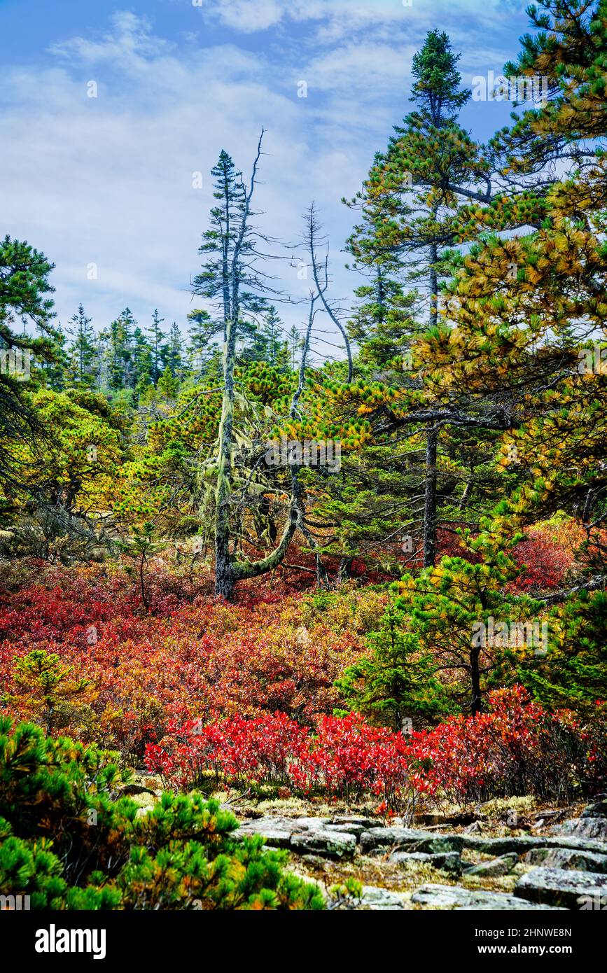 Fall scenery by the Wonderland Trail in Acadia National Park in Maine Stock Photo